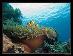 clownfish in anemone, taken in Bunaken, Sulawesi. by Marc Kuiper 